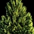 Evergreen Fir Tree - 3D Model 3D model small image 2