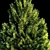 Evergreen Fir Tree - 3D Model 3D model small image 6