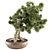 Pine Bonsai Plant - Indoor Zen 3D model small image 1