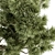 Pine Bonsai Plant - Indoor Zen 3D model small image 2