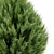 Beloved Italian Cypress: 6 Stunning Trees 3D model small image 3