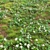 Meadow Bliss: Clover Plants 3D model small image 1