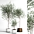 Indoor Plant Collection 3D model small image 1