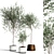 Indoor Plant Collection 3D model small image 4