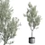 Indoor Olive Tree in Concrete Vase 3D model small image 2