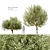 Majestic Olive Trees 2-Pack 3D model small image 1