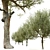 Majestic Olive Trees 2-Pack 3D model small image 3