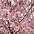 Spring Cerasus Tree: Pink Blossom Beauty 3D model small image 3