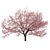 Spring Cerasus Tree: Pink Blossom Beauty 3D model small image 4