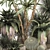 Tropical Desert Plants Collection 3D model small image 4