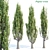 Poplar Tree Collection Vol 76: Tall and Realistic Models 3D model small image 1