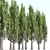 Poplar Tree Collection Vol 76: Tall and Realistic Models 3D model small image 4