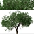 Black Olive Tree Set: Enchant Your Space 3D model small image 6