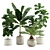 Tropical Indoor Plant Pack: 11 Exotic Varieties 3D model small image 1