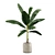 Tropical Indoor Plant Pack: 11 Exotic Varieties 3D model small image 4