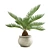 Tropical Indoor Plant Pack: 11 Exotic Varieties 3D model small image 7