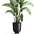 Tropical Plant Collection: Ravenala, Strelitzia, Banana Palm 3D model small image 3