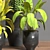 Tropical Oasis Indoor Plant Set 3D model small image 4