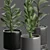 Premium Indoor Succulent Cactus | Stunning Décor 3D model small image 2