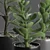 Premium Indoor Succulent Cactus | Stunning Décor 3D model small image 3