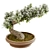  Exquisite Bonsai Tree - 2015 Edition 3D model small image 2