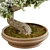  Exquisite Bonsai Tree - 2015 Edition 3D model small image 3