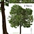 Tropical Geiger Tree Duo: Cordia sebestena Set 3D model small image 1