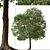 Tropical Geiger Tree Duo: Cordia sebestena Set 3D model small image 3