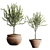 2015 Outdoor Plant Set: V-Ray, Corona, MAX 3D model small image 5