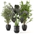 Lush Indoor Plant Set 3D model small image 1