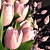 Elegant Tulip Decor Set 3D model small image 2