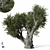Olive Tree 3D Max 2017 3D model small image 2