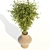 Ficus Tree: Greenery Refined 3D model small image 2