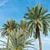 Lush Date Palm Trees: Vray & Corona 3D model small image 3