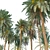 Lush Date Palm Trees: Vray & Corona 3D model small image 4