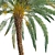 Lush Date Palm Trees: Vray & Corona 3D model small image 5