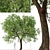 Osage Orange Tree Set (2 Trees) 3D model small image 3