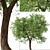 Osage Orange Tree Set (2 Trees) 3D model small image 6