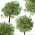 Osage Orange Tree Set (2 Trees) 3D model small image 8