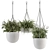 Botanical Beauties - Hanging Plant Ensemble 3D model small image 1