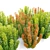 Smoke Bush: Set of 4 Elegant Cotinus Bushes 3D model small image 2