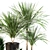 Lush Indoor Oasis: 10 Dracaena Set 3D model small image 2