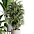 196 Plant Collection: Ficus, Rubber Palm, Ravenala, Bamboo in Concrete Vase 3D model small image 4