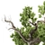 365 Days of Serene Beauty: Old Bonsai in Pot 3D model small image 4