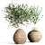 Indoor Plant Collection 57 3D model small image 1