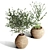 Indoor Plant Collection 57 3D model small image 2