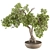 Zen Oasis: Bonsai Plant Set 3D model small image 1