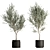 26-Piece Indoor Plant Set: V-Ray/Corona, High-Polys, 2015 3D model small image 1