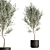 26-Piece Indoor Plant Set: V-Ray/Corona, High-Polys, 2015 3D model small image 3