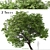 Beautiful Butternut Tree Set (2 Trees) 3D model small image 1